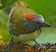 Rufous-naped Bellbird