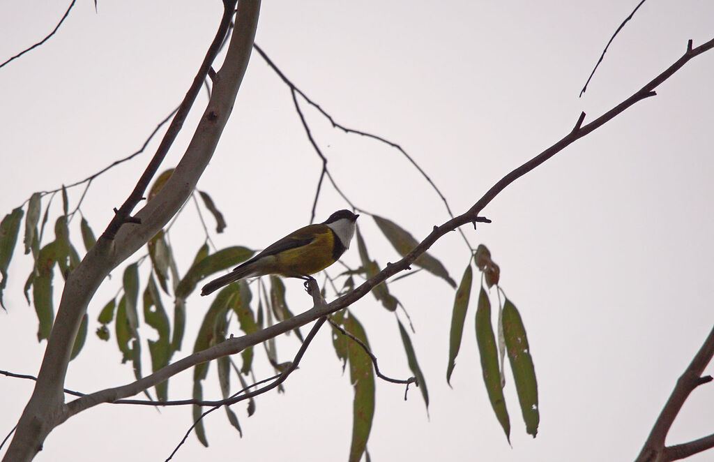 Australian Golden Whistler