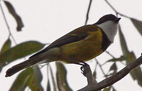 Australian Golden Whistler