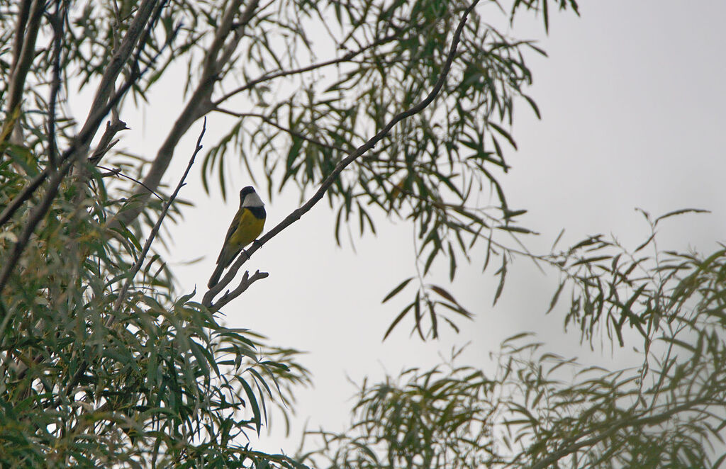 Australian Golden Whistler