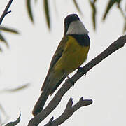 Australian Golden Whistler