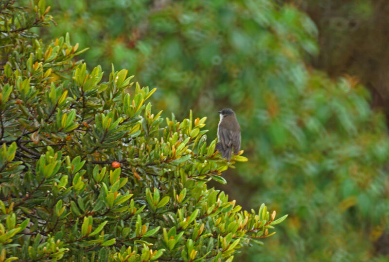 Black-headed Whistler