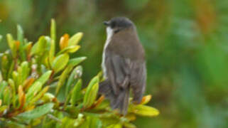 Black-headed Whistler