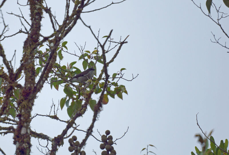 Black-headed Whistler