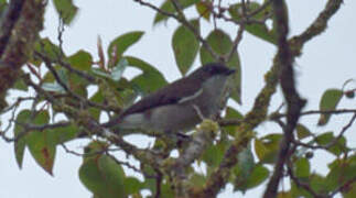 Black-headed Whistler