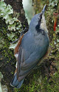 Chestnut-vented Nuthatch