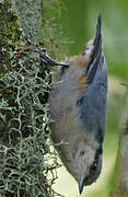 Chestnut-vented Nuthatch