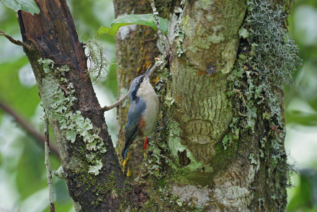 Chestnut-vented Nuthatch