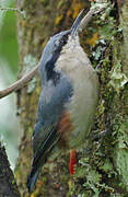 Chestnut-vented Nuthatch