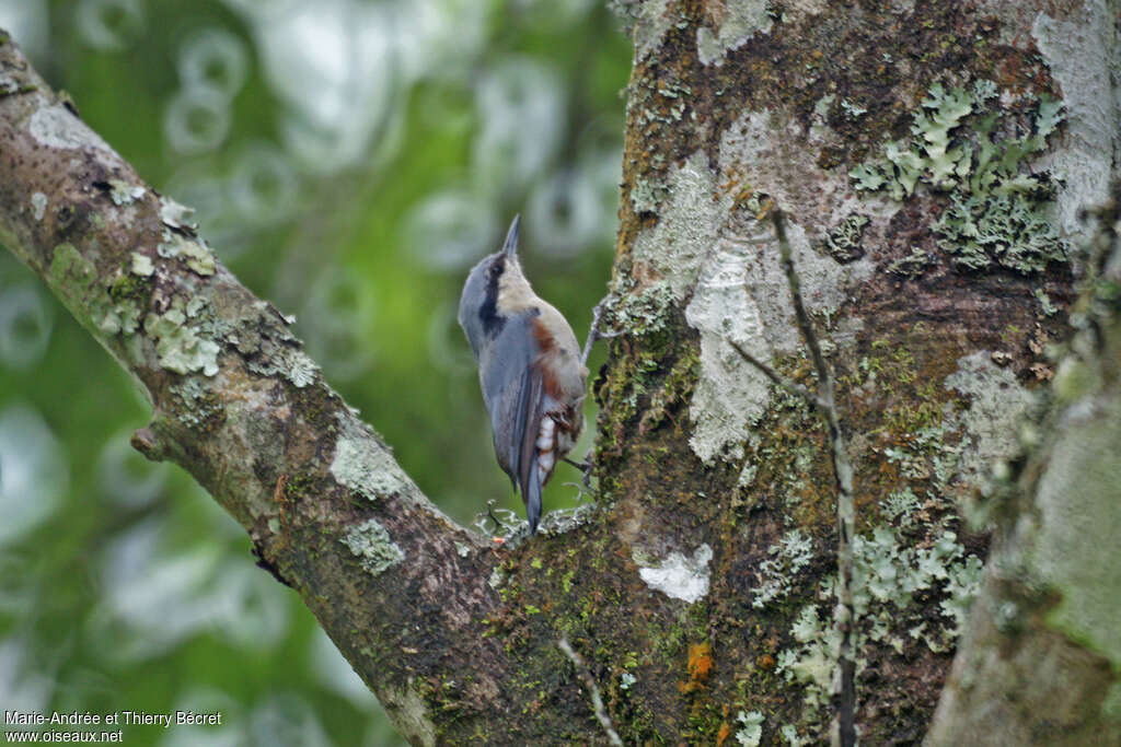 Sittelle des Nagaadulte, habitat