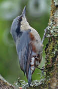 Chestnut-vented Nuthatch