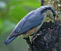 Chestnut-vented Nuthatch