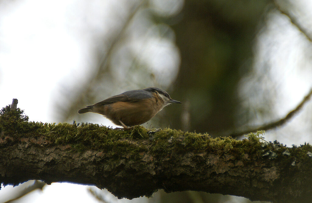 Eurasian Nuthatch