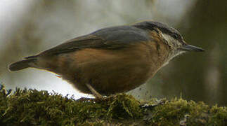 Eurasian Nuthatch