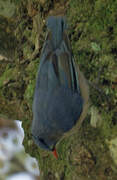 Velvet-fronted Nuthatch