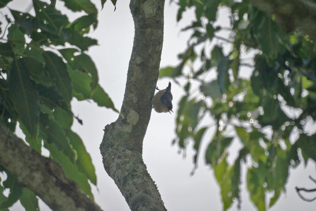 Velvet-fronted Nuthatch