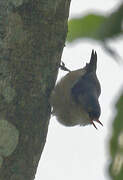 Velvet-fronted Nuthatch