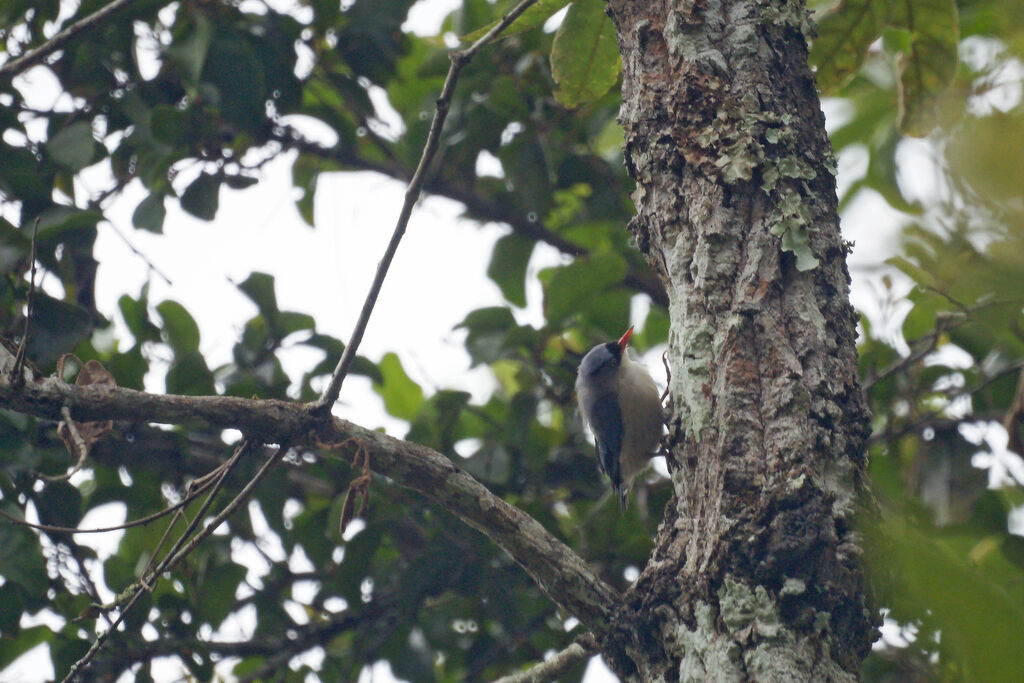 Velvet-fronted Nuthatch