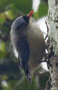 Velvet-fronted Nuthatch