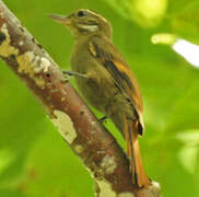 Amazonian Plain Xenops