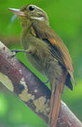 Amazonian Plain Xenops