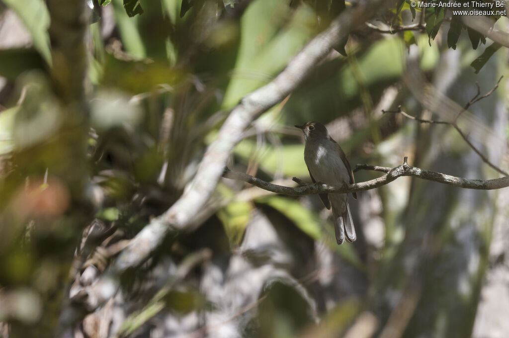 Cuban Solitaire