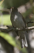 Cuban Solitaire