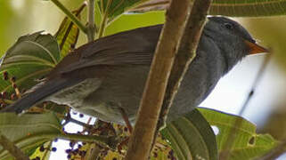 Andean Solitaire