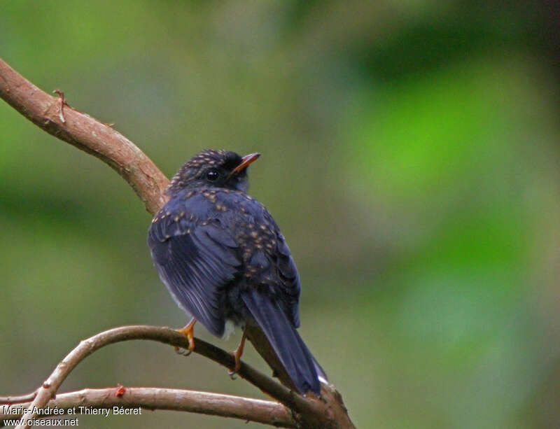 Black-faced Solitairejuvenile, identification