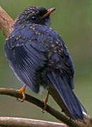 Black-faced Solitaire