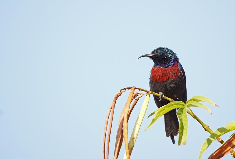 Red-chested Sunbird male