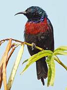 Red-chested Sunbird