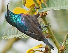 Red-chested Sunbird