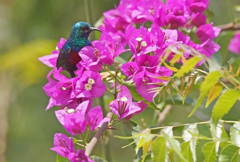 Red-chested Sunbird male