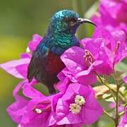 Red-chested Sunbird