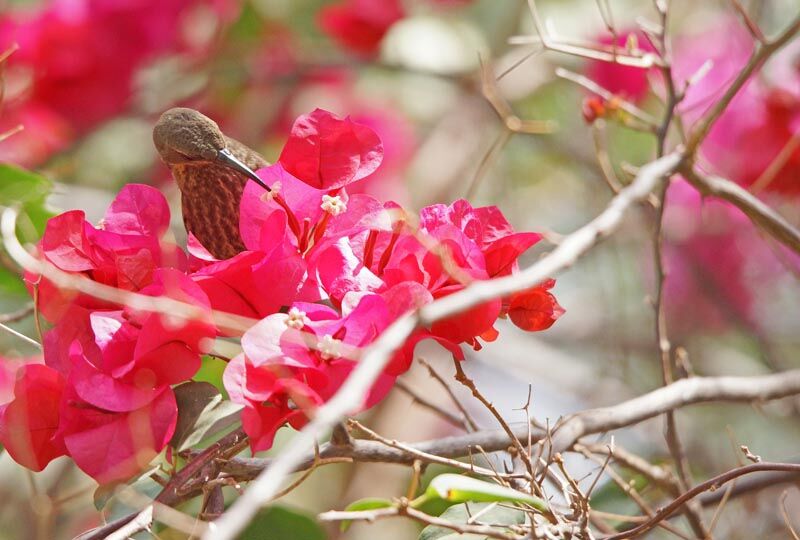 Red-chested Sunbird female