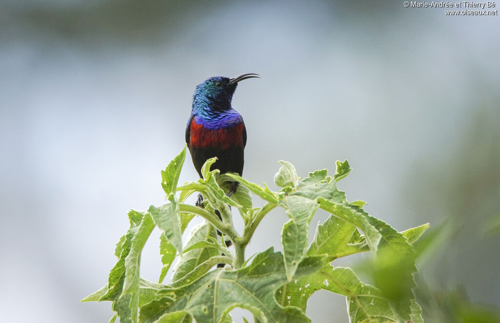 Red-chested Sunbird male