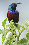 Red-chested Sunbird