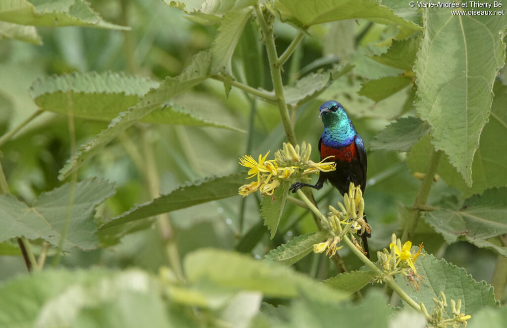 Red-chested Sunbird male