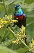 Red-chested Sunbird