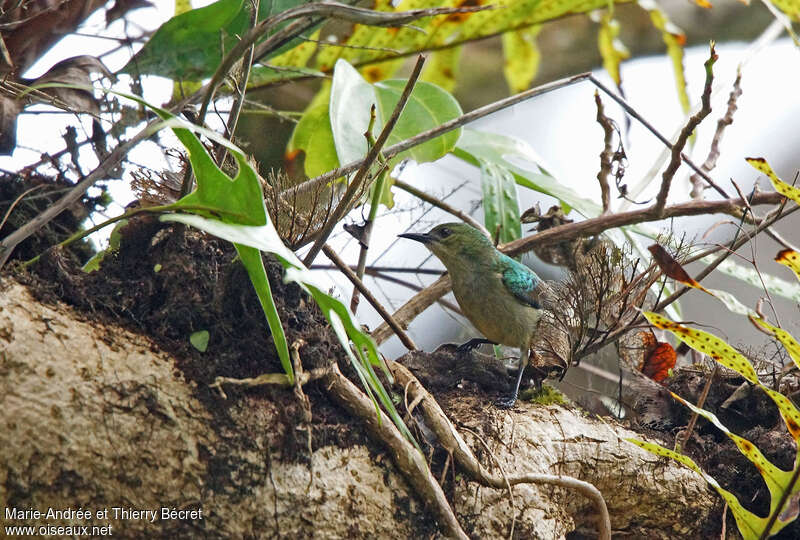 Banded Green Sunbird female adult, identification