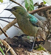 Banded Green Sunbird