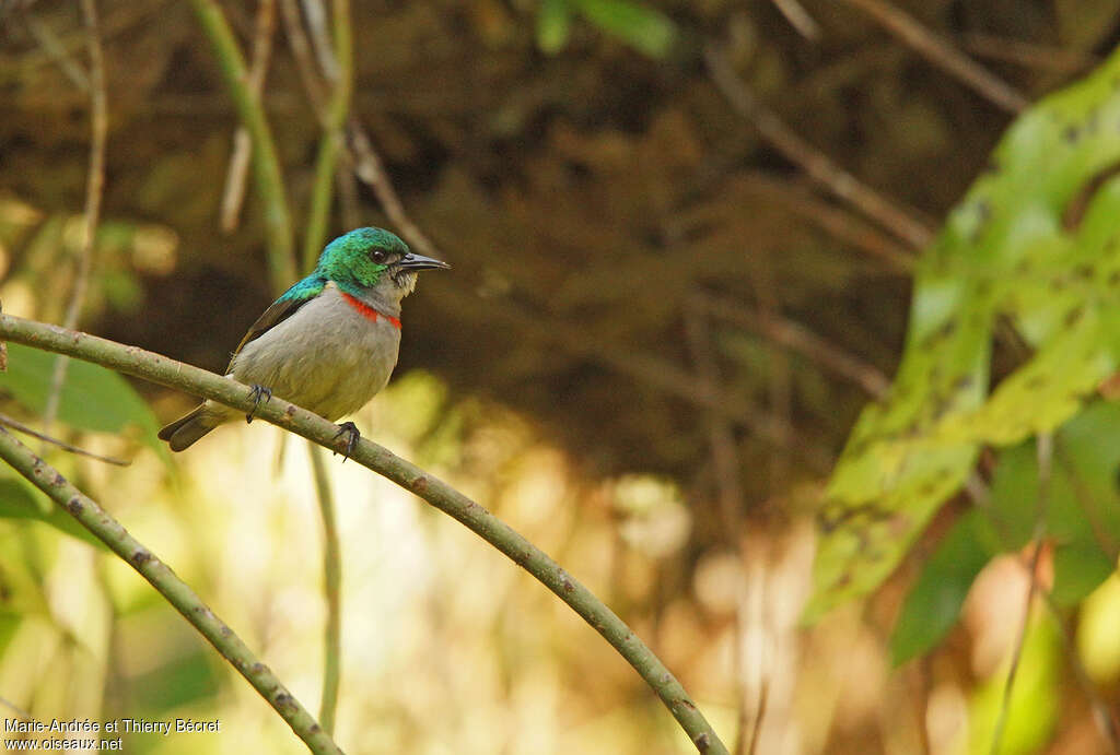 Souimanga à col rouge mâle adulte, identification