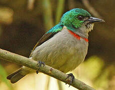 Banded Green Sunbird