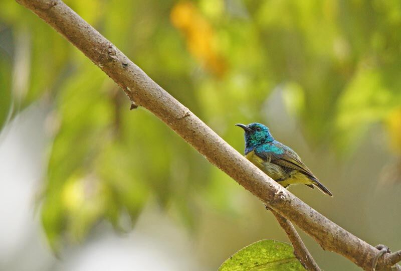 Collared Sunbird