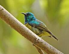 Collared Sunbird