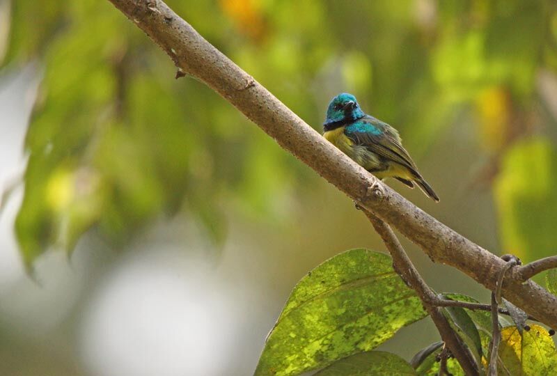 Collared Sunbird