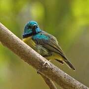 Collared Sunbird