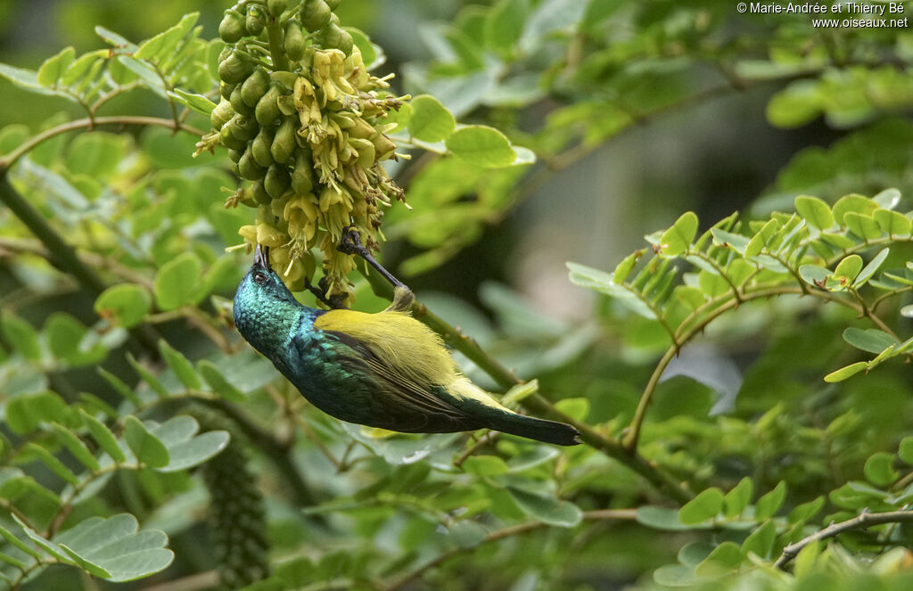 Souimanga à collier, mange