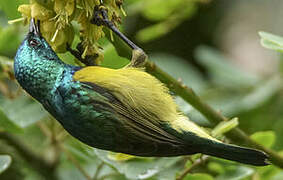 Collared Sunbird